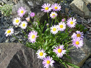 Erigeron glabratus